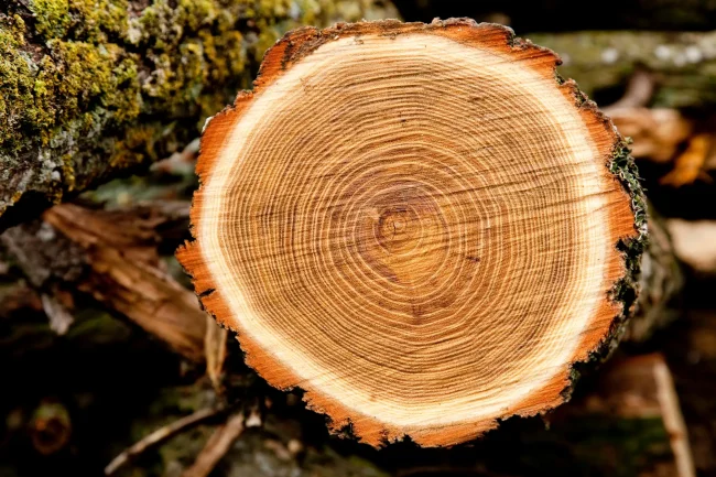 optim-woods-after-sawing-2023-11-27-05-36-27-utc